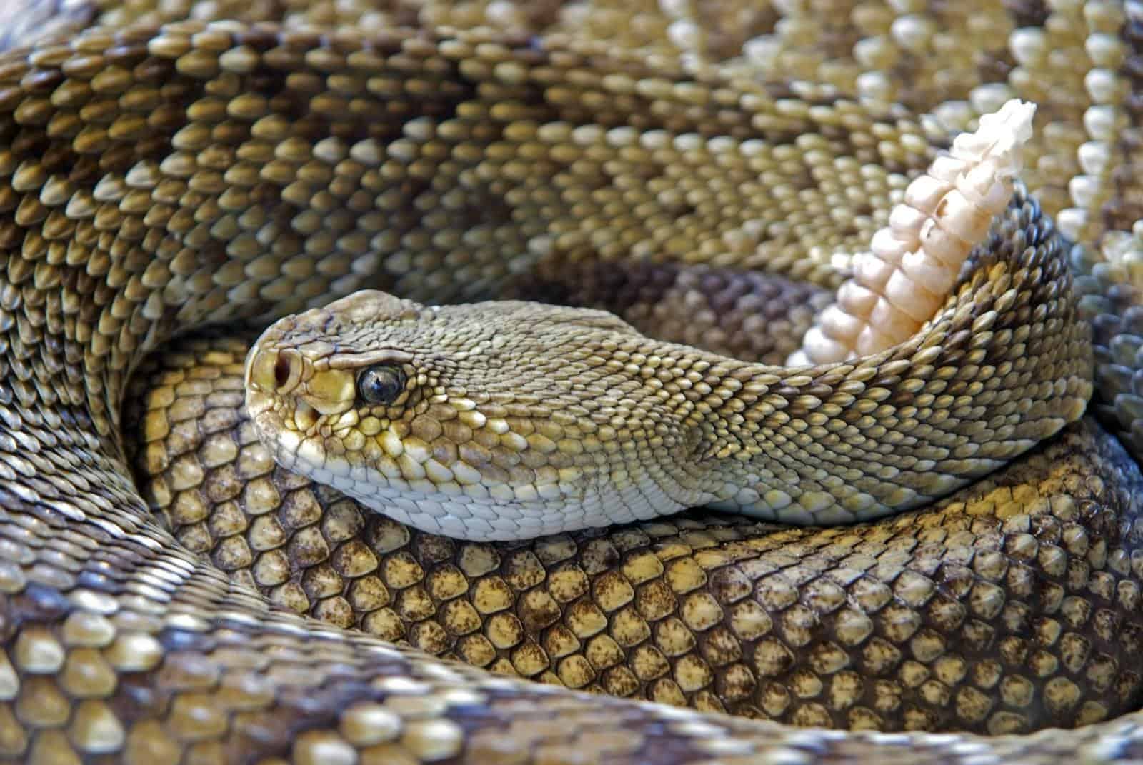 Gros plan détaillé d'un serpent à sonnette venimeux montrant ses motifs d'écailles complexes et son hochet.