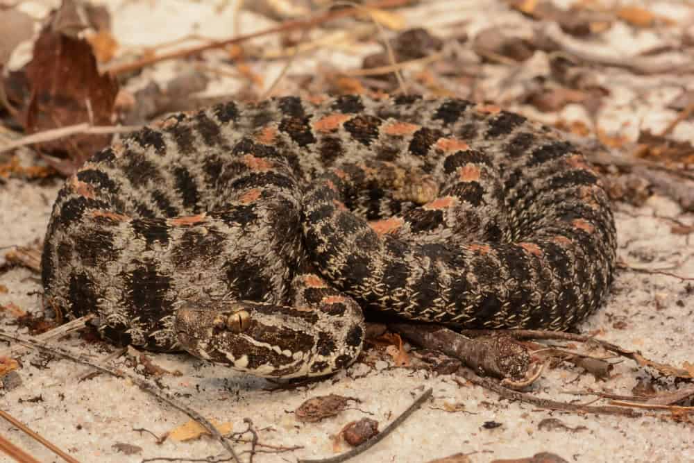 Serpent à sonnettes pygmée