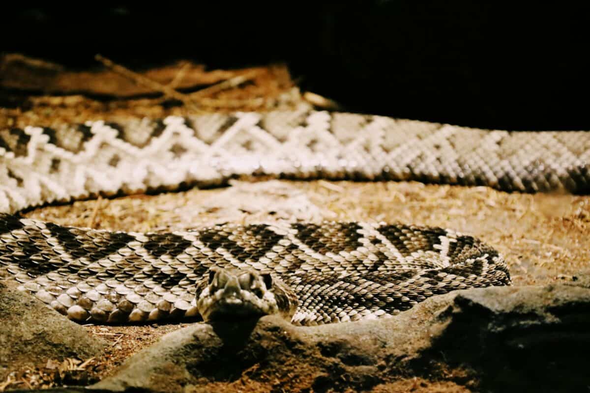un gros plan d'un serpent sur un rocher