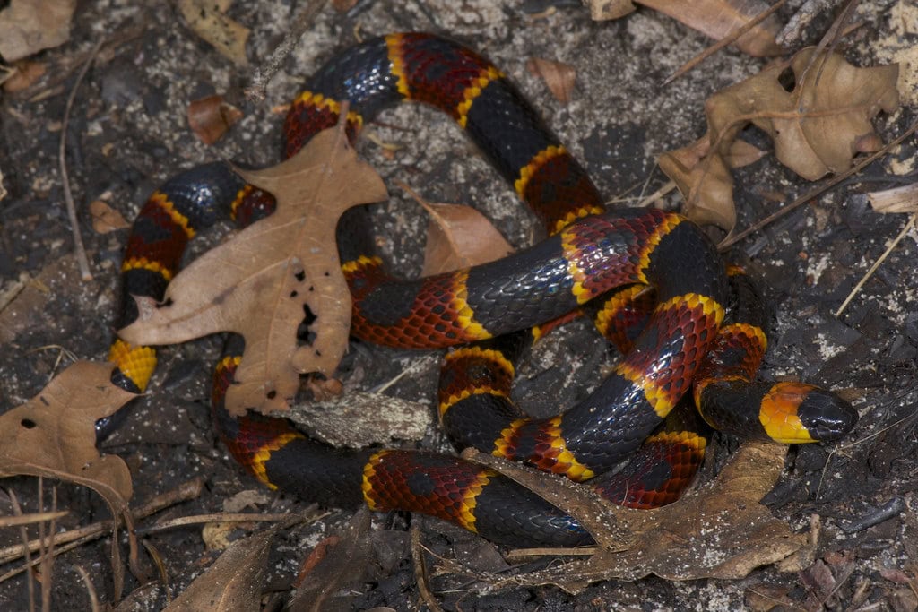 Serpent corail oriental