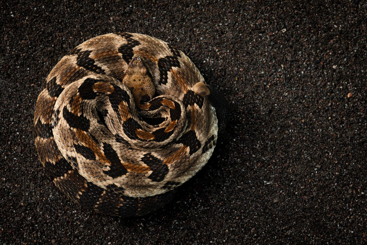 Serpent à sonnettes des bois (Crotalus horridus) enroulé à côté d'une roue de voiture.