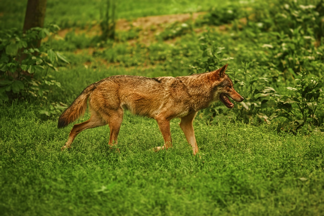 Skunk contre The Coyote (crédits image : unsplash)