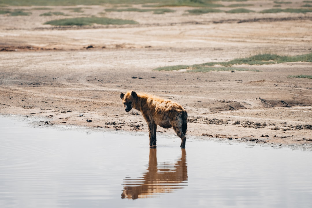 L'éléphant déjoue les hyènes (crédits image : unsplash)