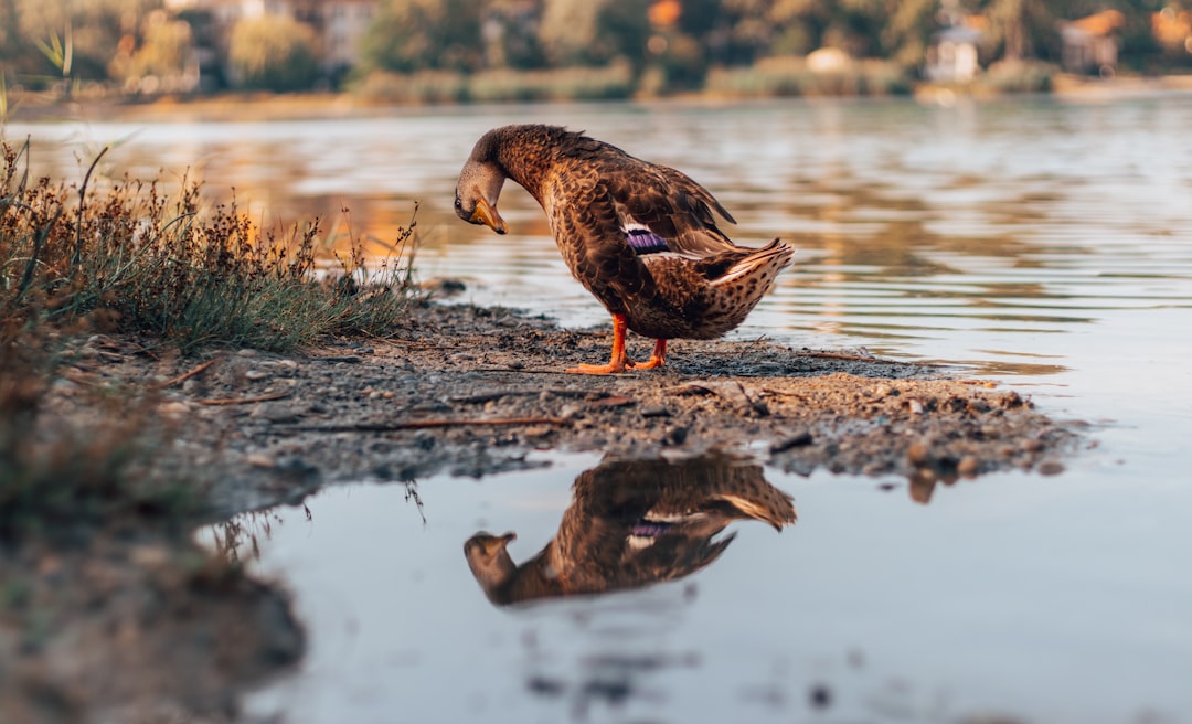 Goose vs The Hawk (crédits image : unsplash)