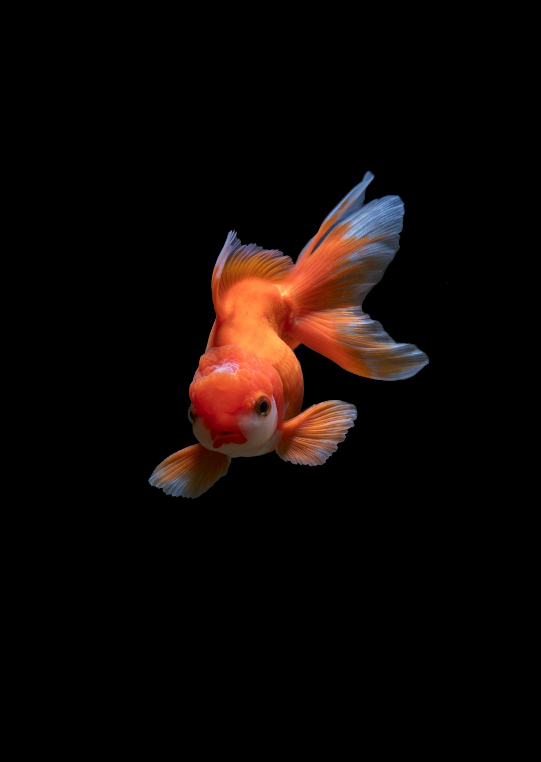 Petit poisson contre le héron (crédits image : unsplash)