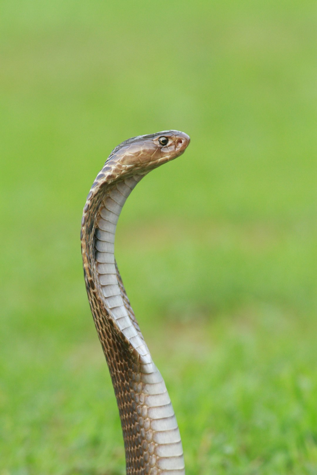 La mangouste intrépide contre le Cobra (crédits image : unsplash)