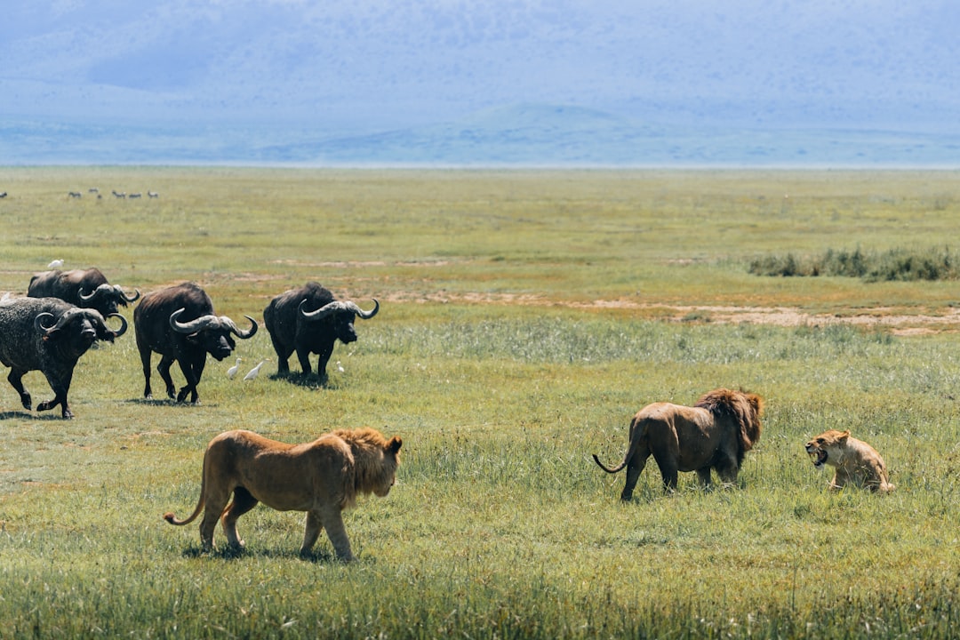 Buffalo contre The Lion Pride (crédits image : unsplash)