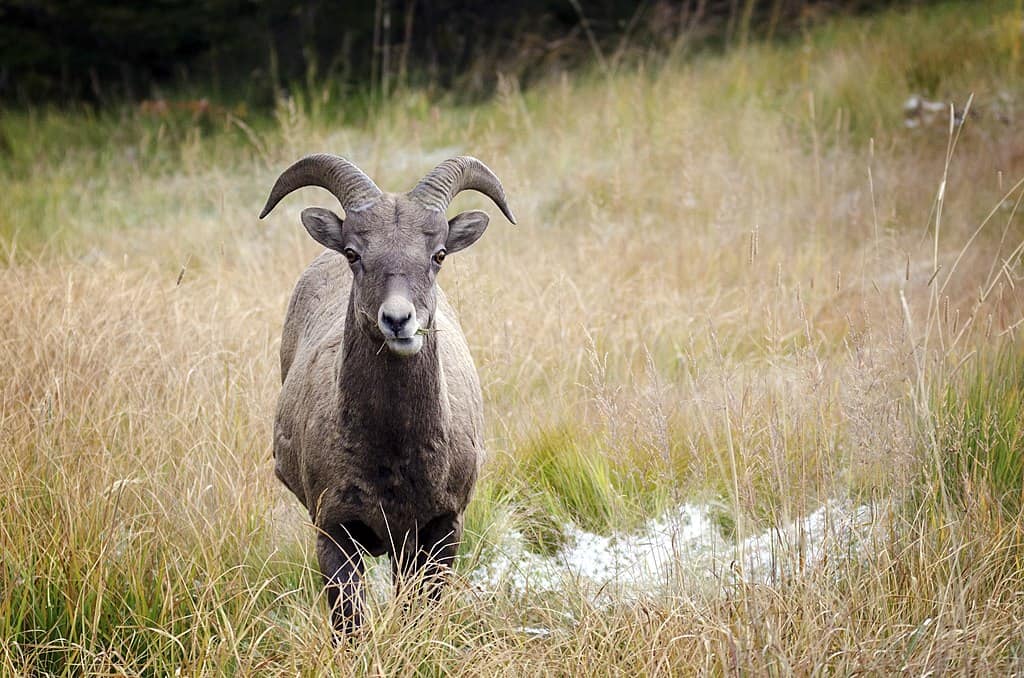 Mouflon d'Amérique