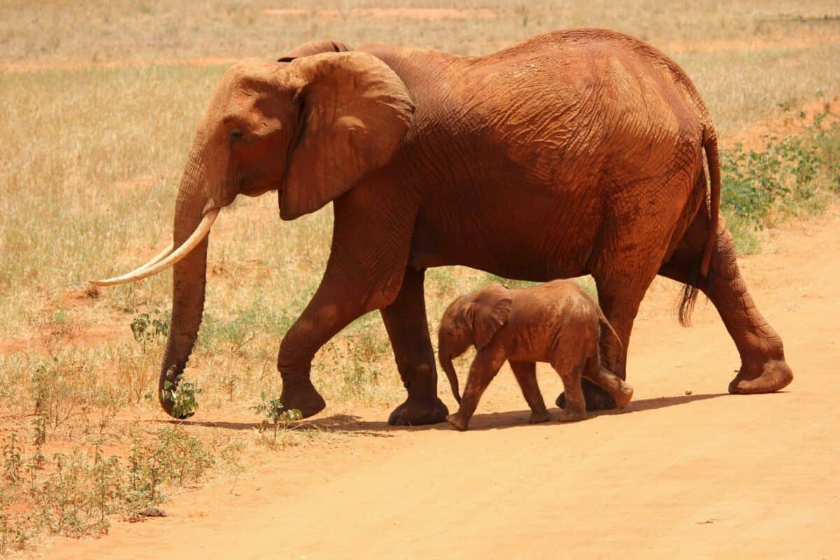 éléphant de Bornéo