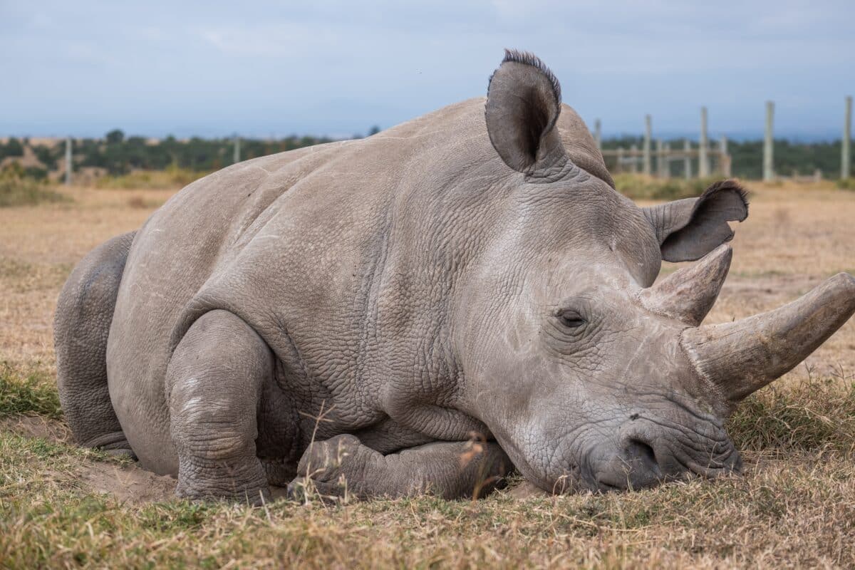 Rhinocéros