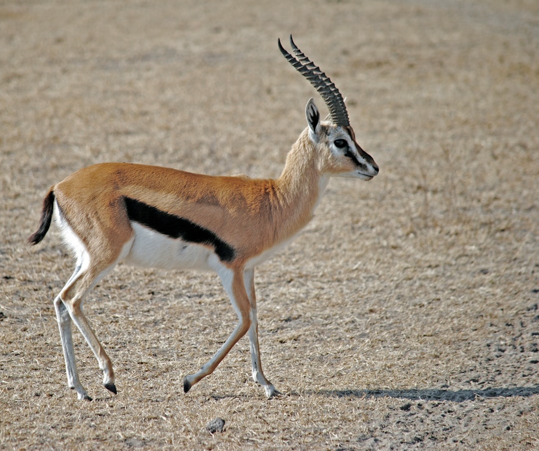 11. Gazelle goitrée (crédits image : unsplash)