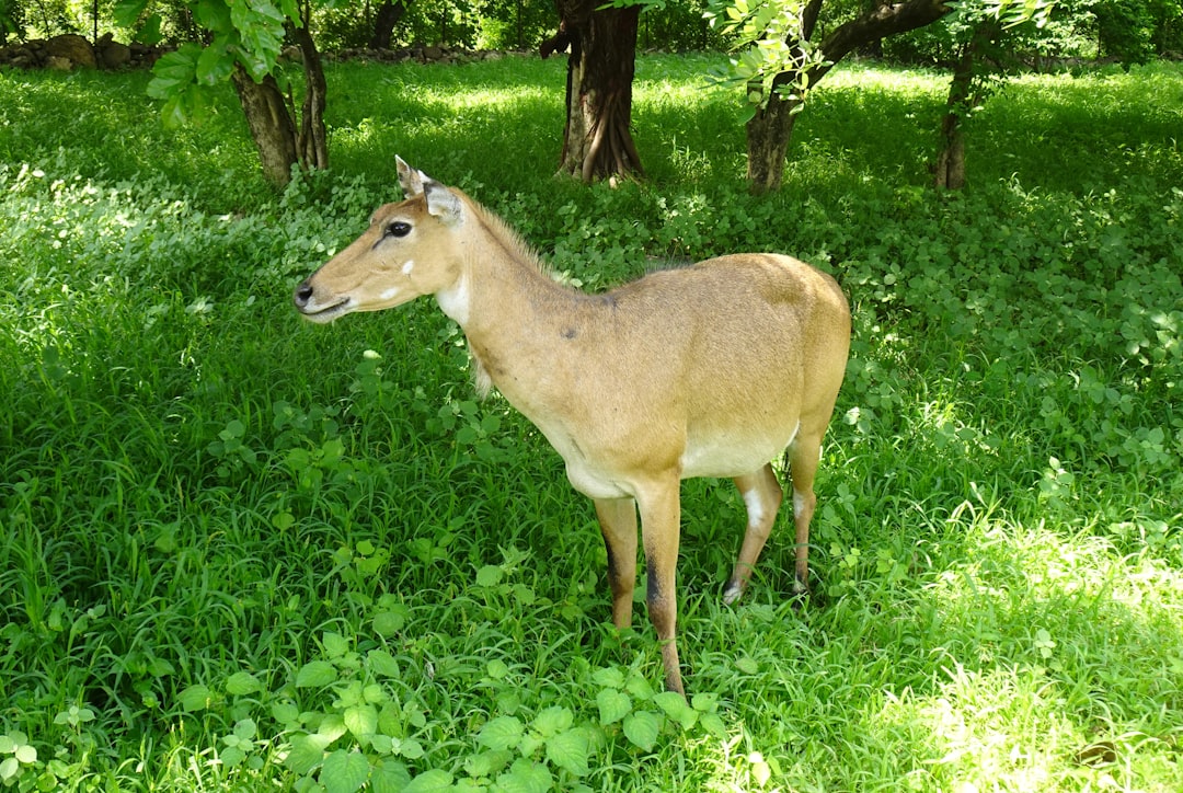 13. Daim iranien (crédits image : unsplash)