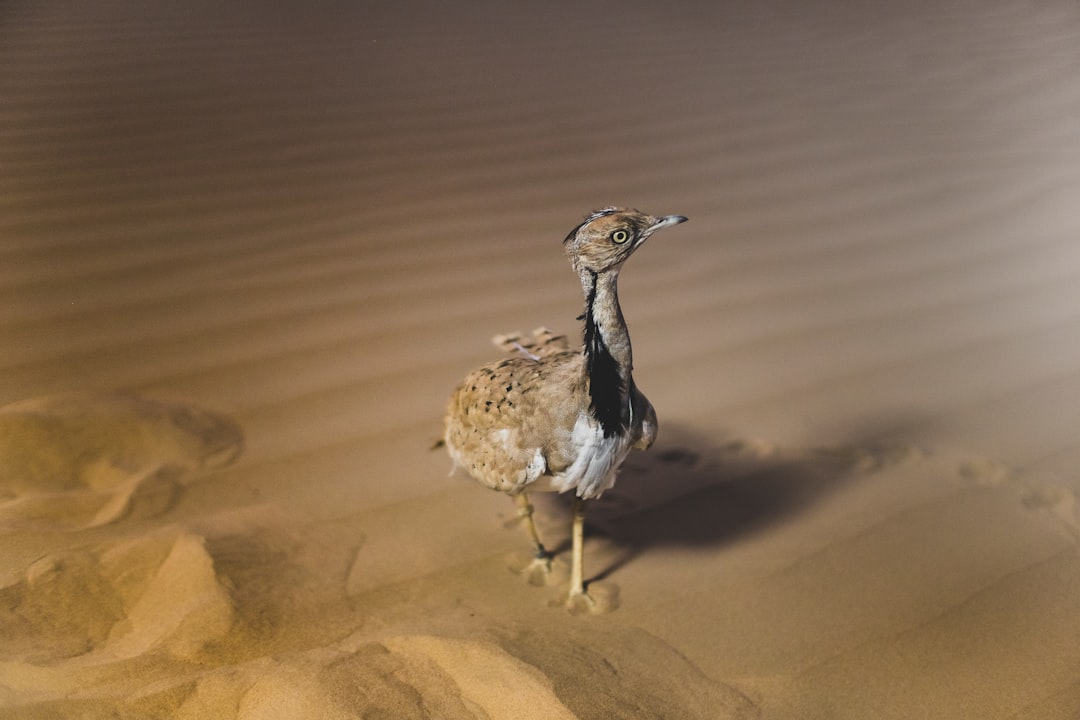 9. Outarde Houbara (crédits image : unsplash)