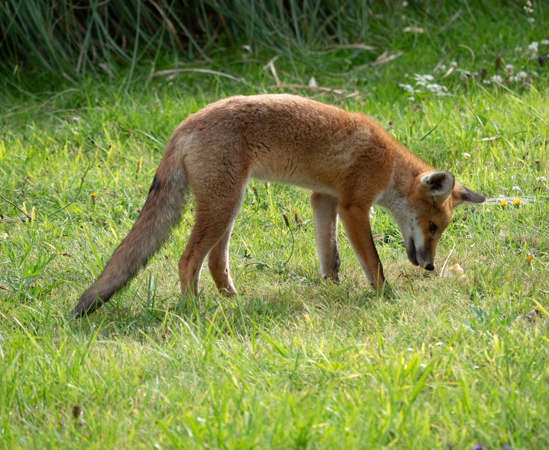 5. Le Renard de Blanford (crédits image : unsplash)