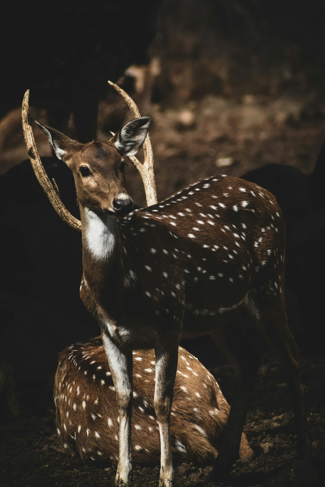 1. Cerf Yarkand iranien (crédits image : unsplash)