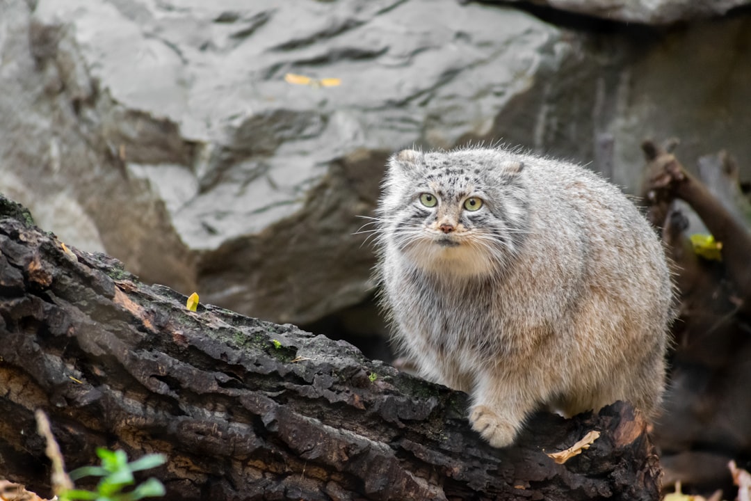 3. Le chat de Pallas (crédits image : unsplash)
