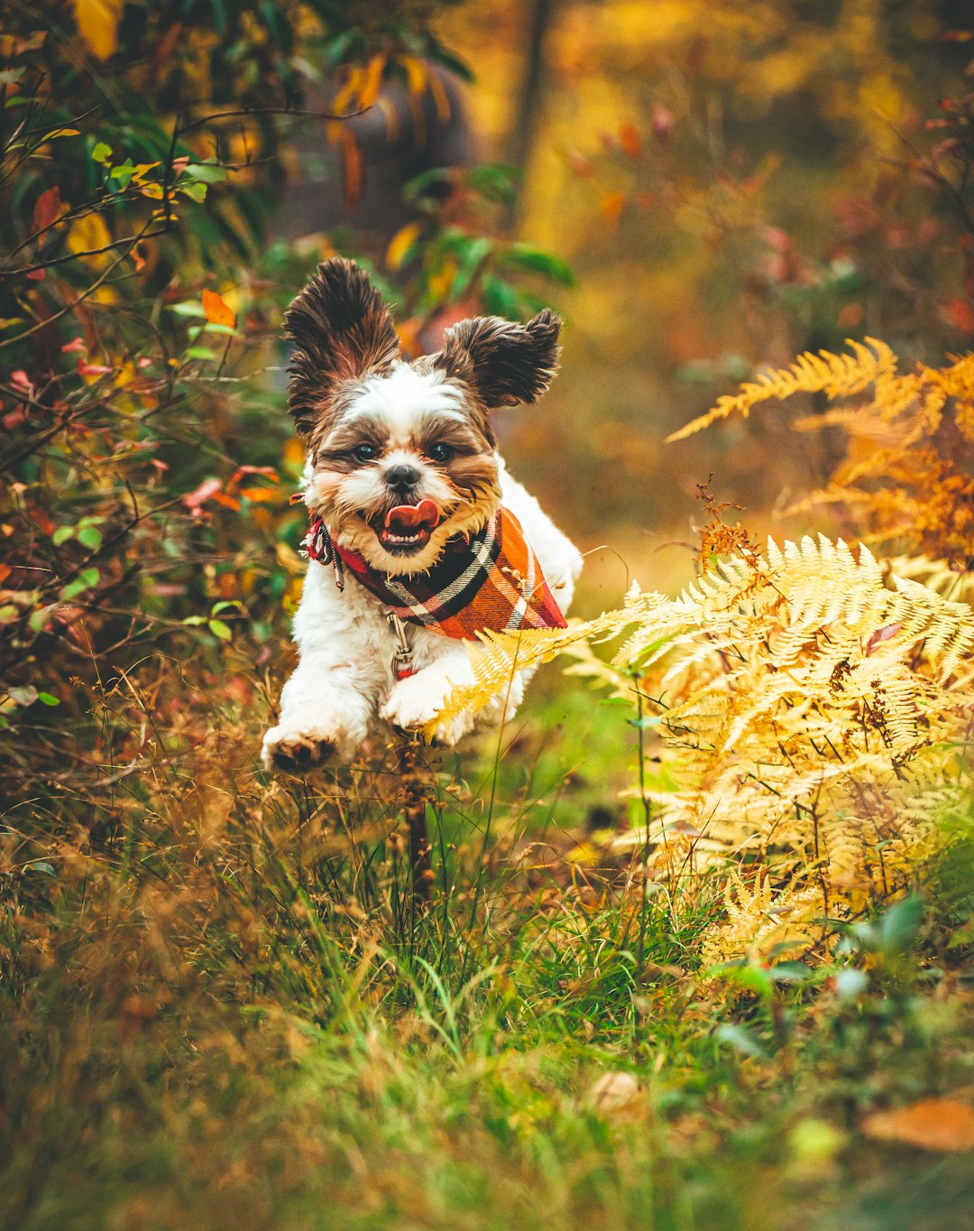 5. Shih Tzu : Le Regal Lap Dog (crédits image : unsplash)