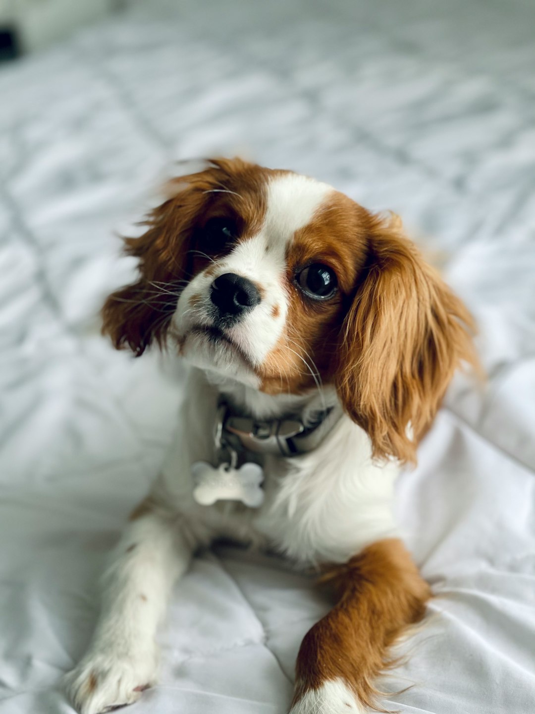 3. Cavalier King Charles Spaniel : Le compagnon affectueux (crédits image : unsplash)