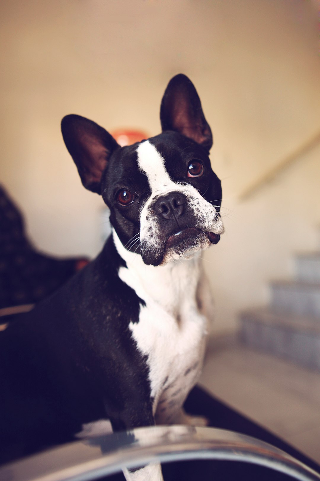 8. Boston Terrier : le gentleman bien élevé (crédits image : unsplash)