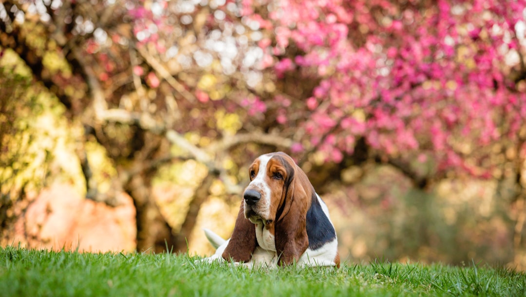 9. Basset Hound : le compagnon décontracté (crédits image : unsplash)
