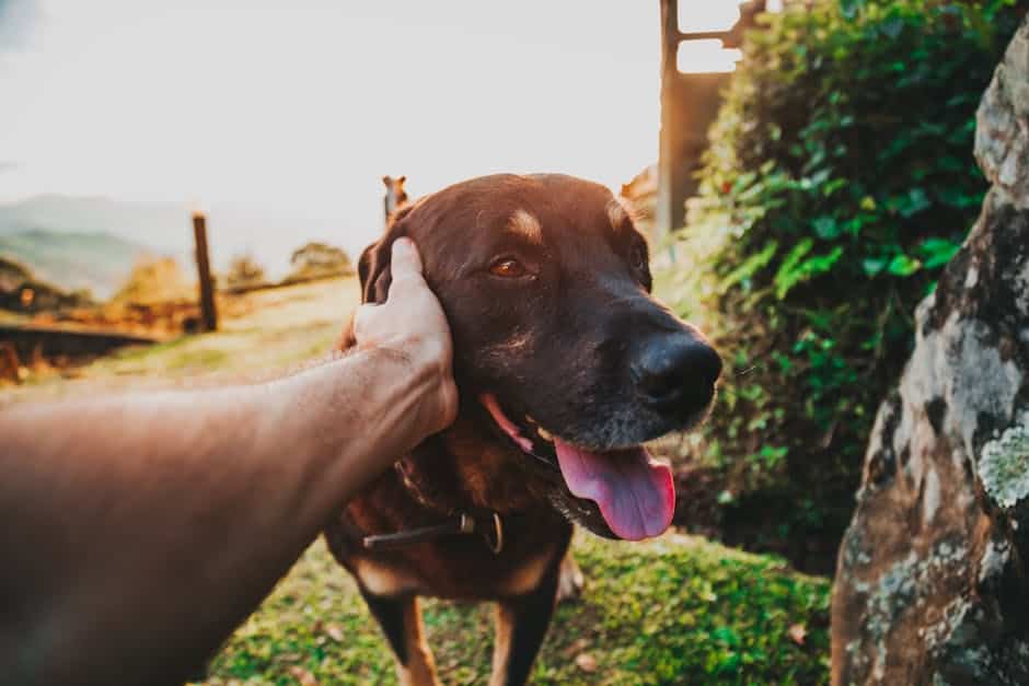 11. Dogue Allemand : Le Gentil Géant (crédits image : pexels)