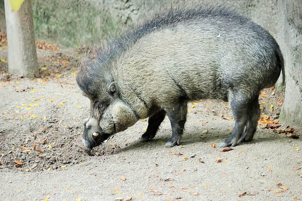 Cochon Visayan reniflant