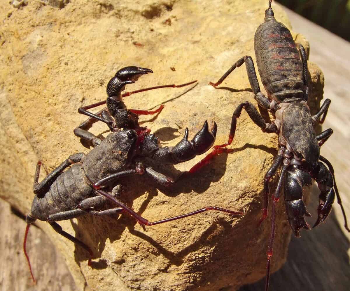 insecte, vinaigre, terrifiant, vinaigre, vinaigre, vinaigre, vinaigre, vinaigre