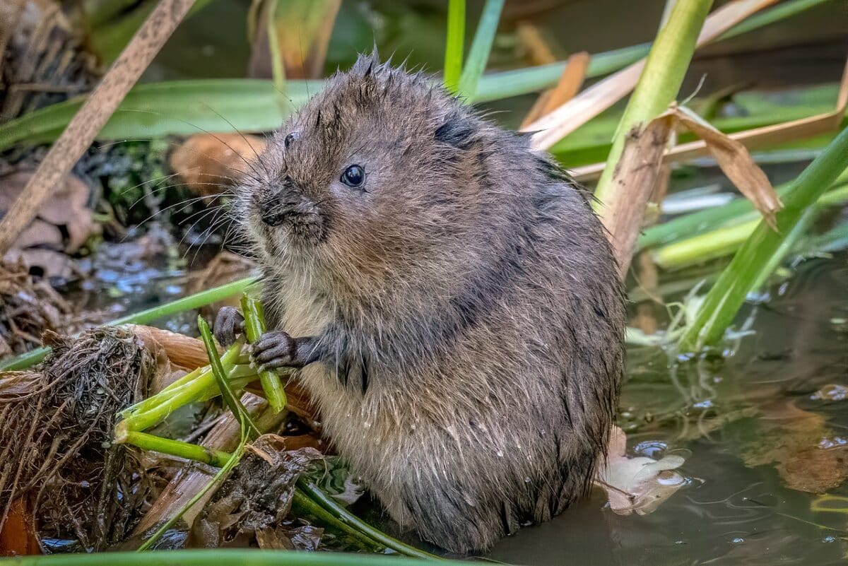 campagnol contre taupe