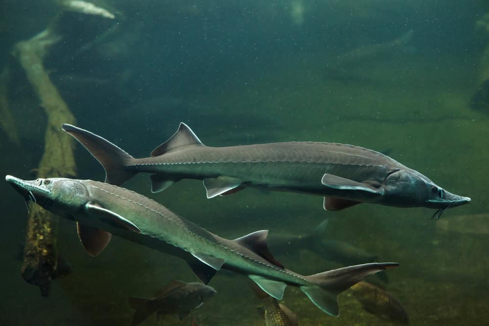 Poisson esturgeon