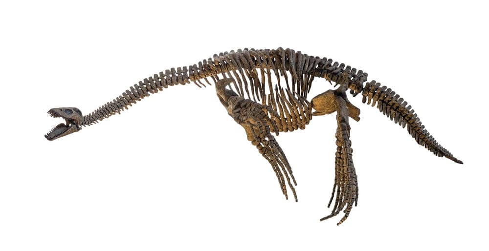 Squelette de plésiosaure isolé