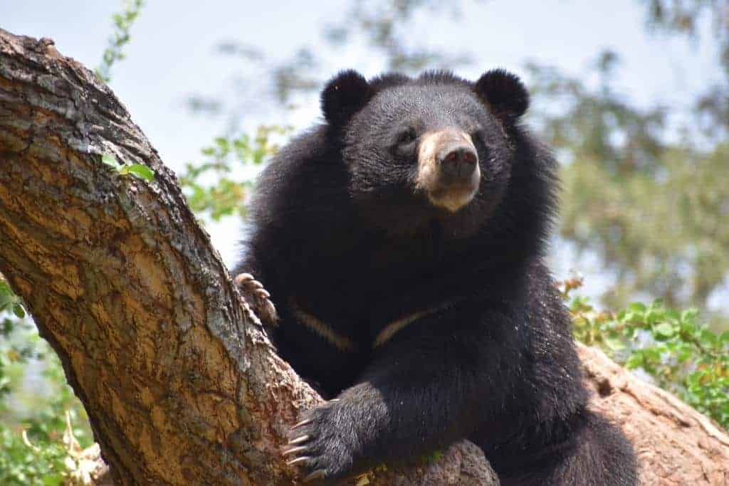 ours noir