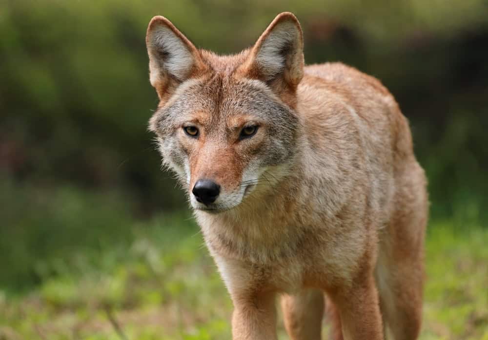 Coyote