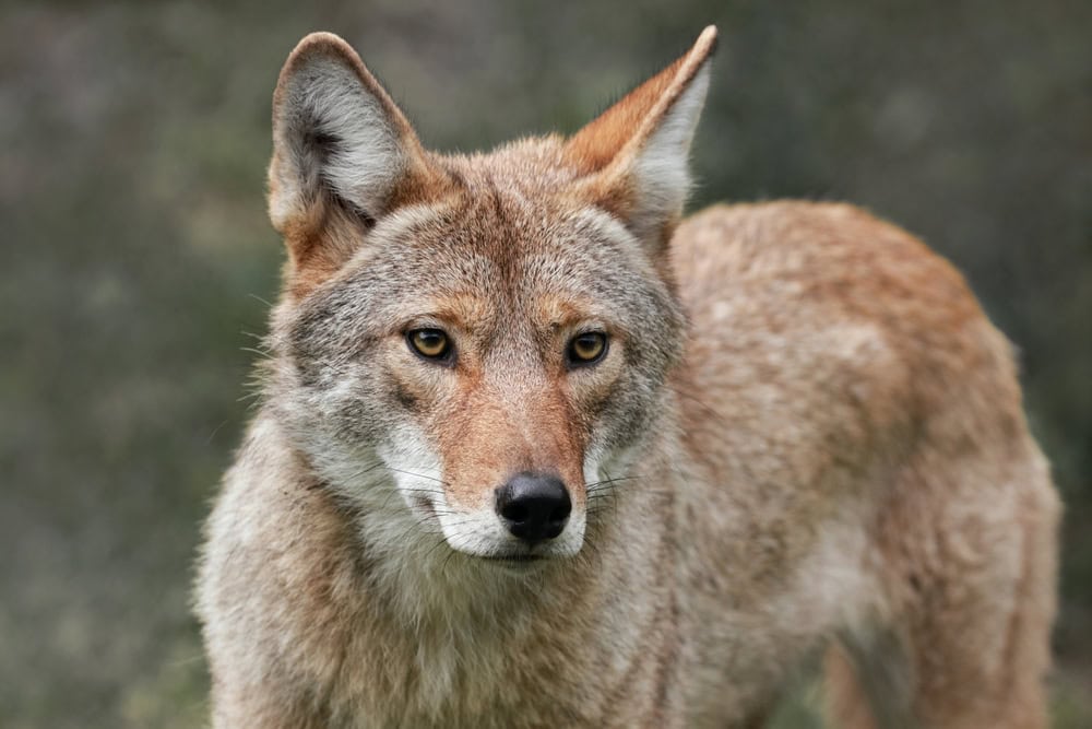Coyote 