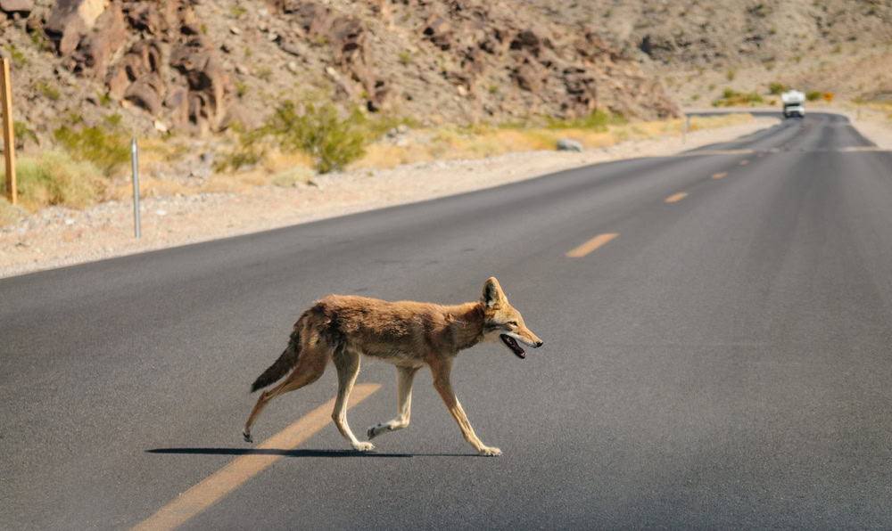 Un coyote solitaire traversant la route un jour d'été du début du mois d'août dans le parc national de la Vallée de la Mort. Coyote.