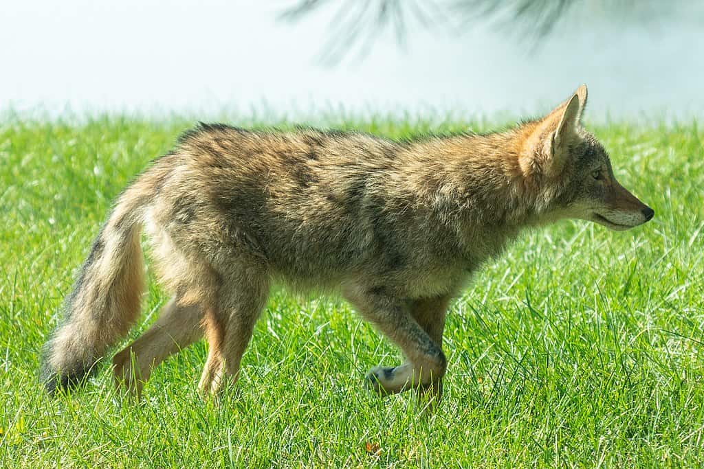 Coyote