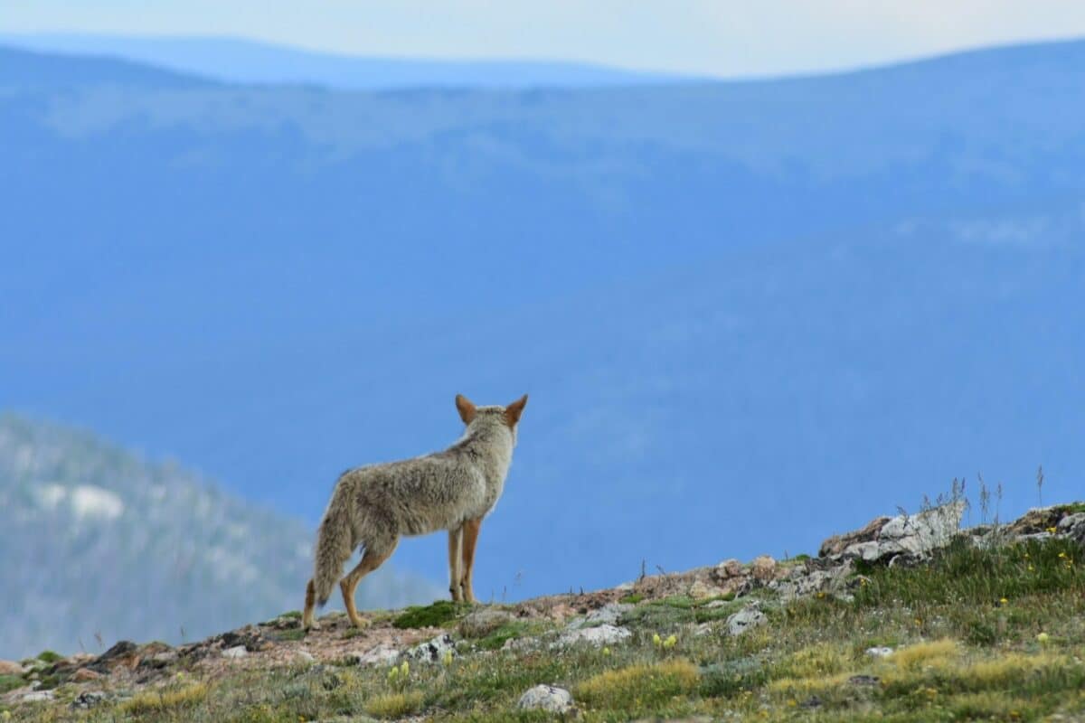 coyote debout sur une montagne
