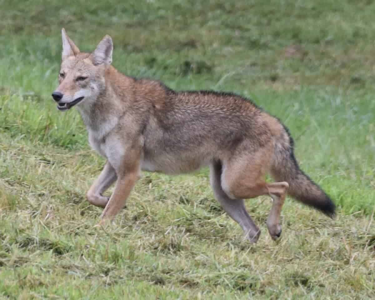 Coyote