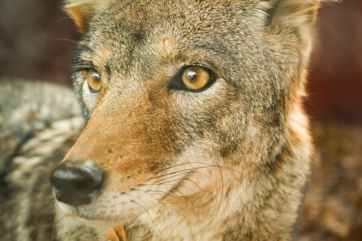 gros plan d'un coyote