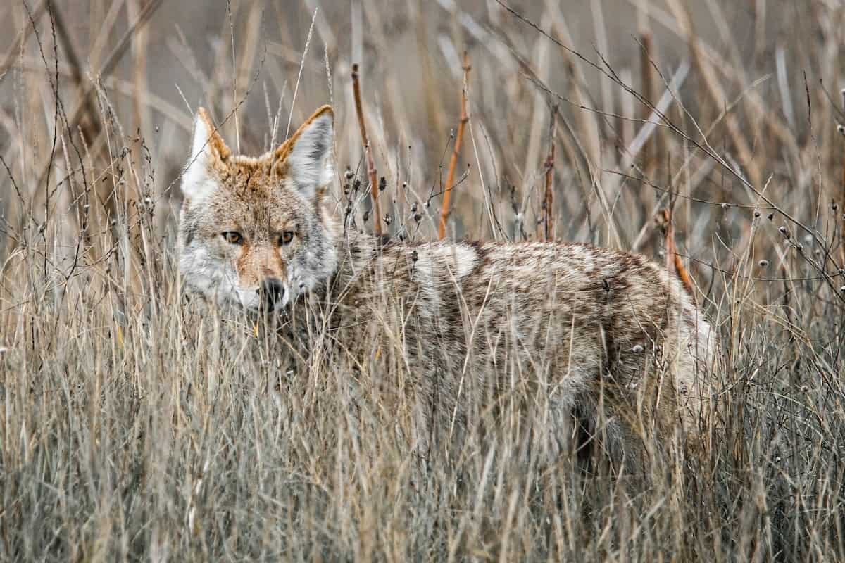 Coyote