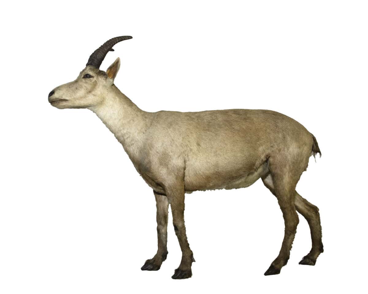 Bouquetin des Pyrénées