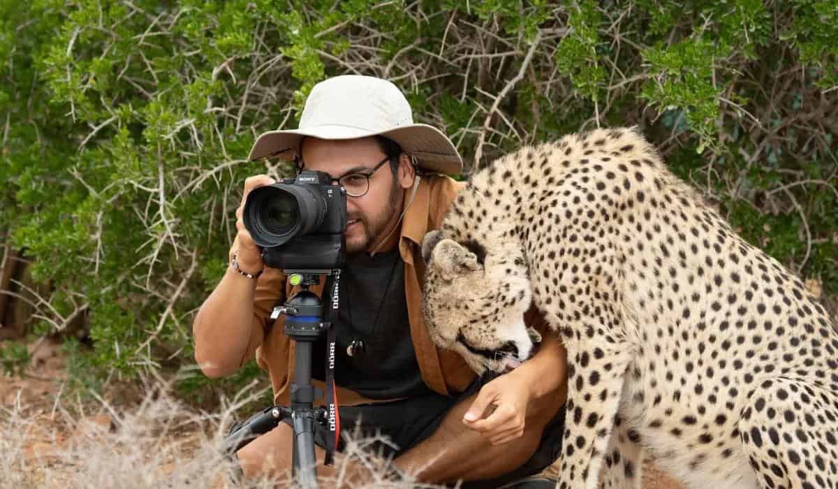Guépard léchant la main de Sasan Amir.