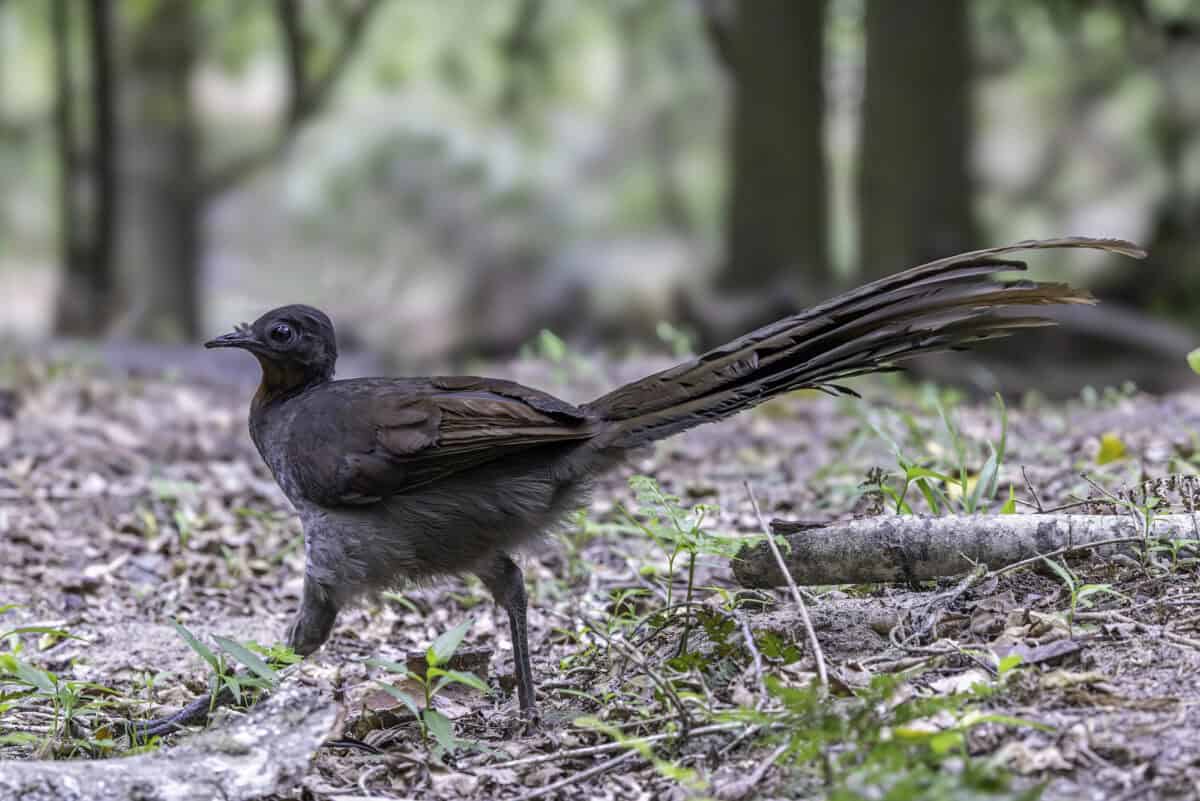 Superbe Lyrebird australien marchant à travers la forêt