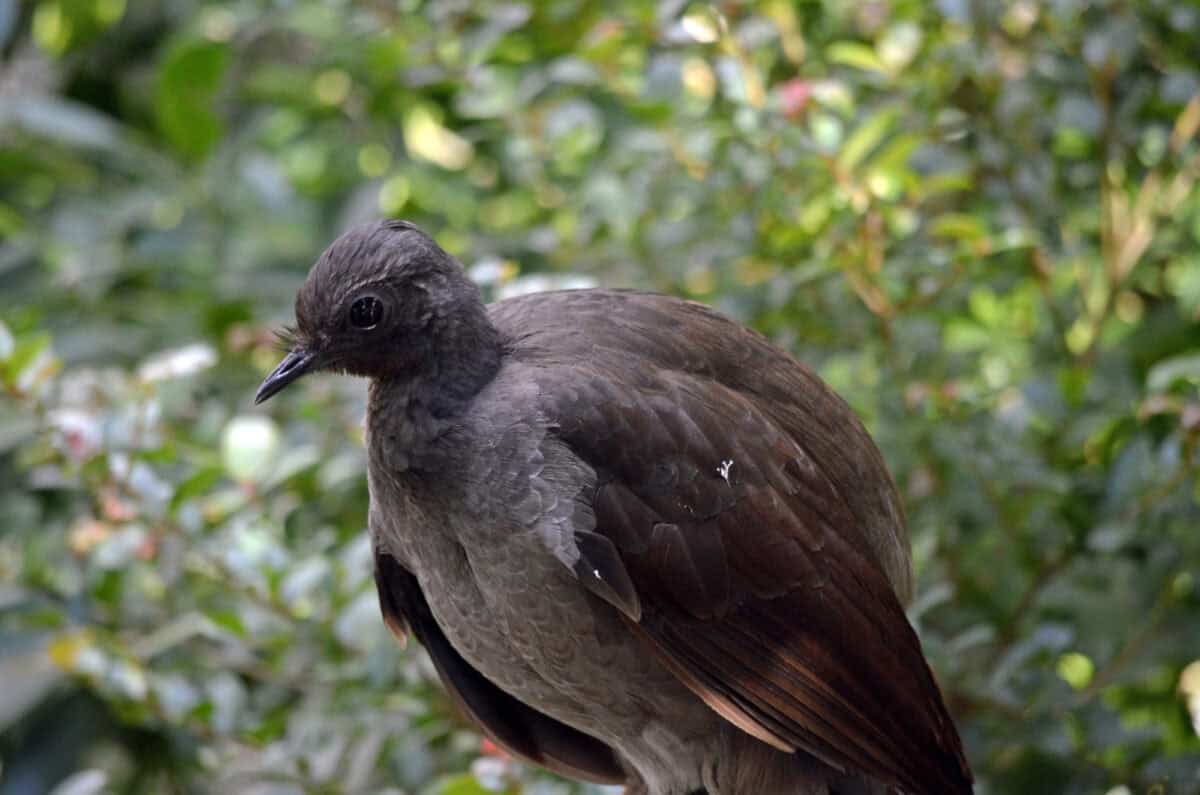 Oiseau Lyre