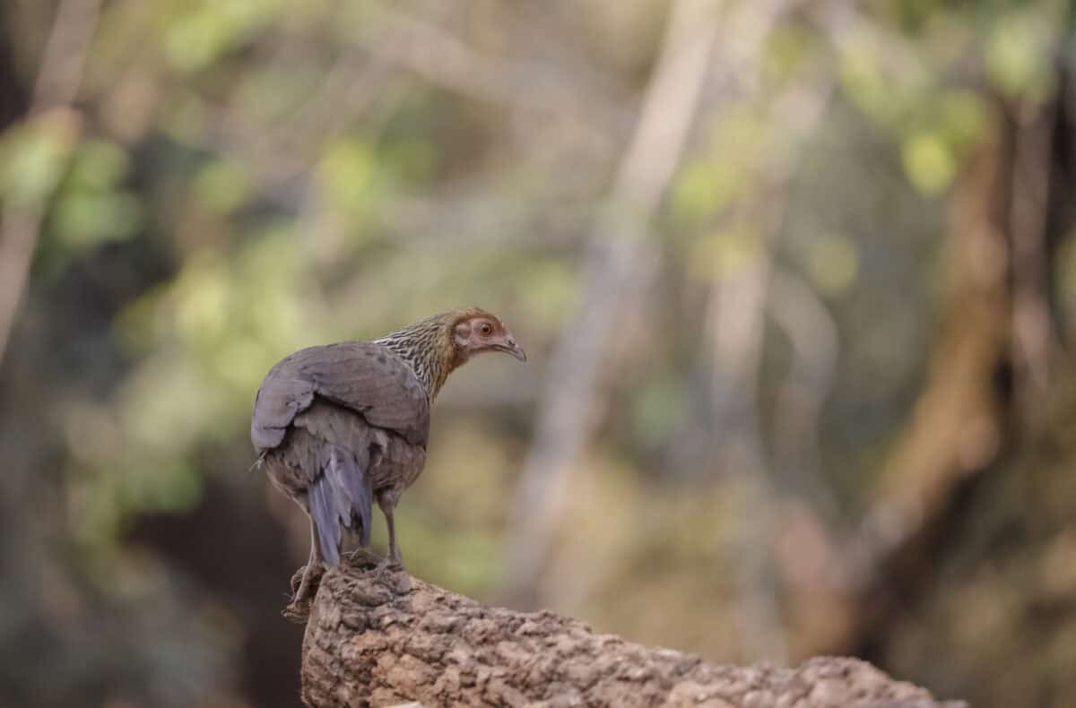 Mise au point sélective des oiseaux à l'extérieur