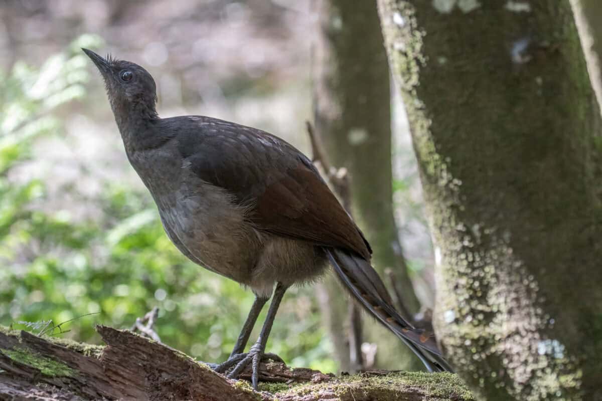 Superbe Lyrebird reposant sur une bûche de forêt tropicale