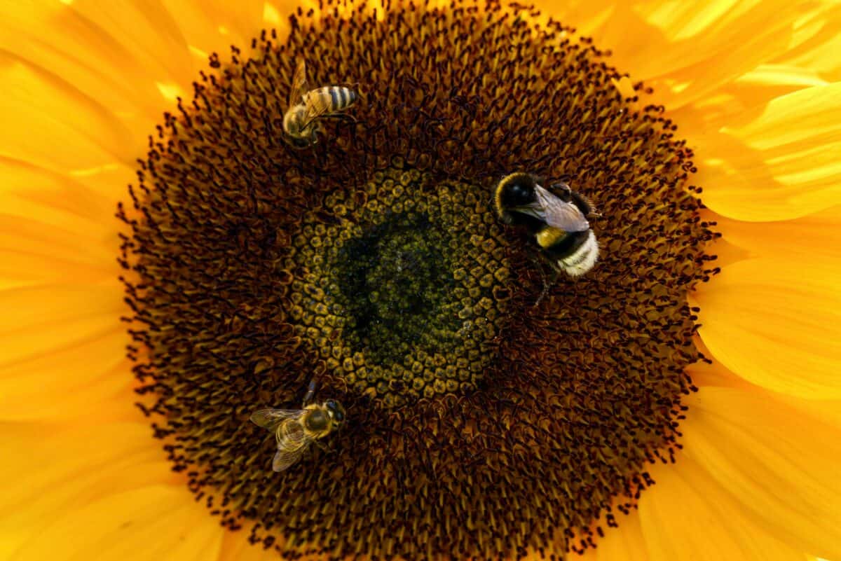 Abeilles récoltant le nectar d’un tournesol.