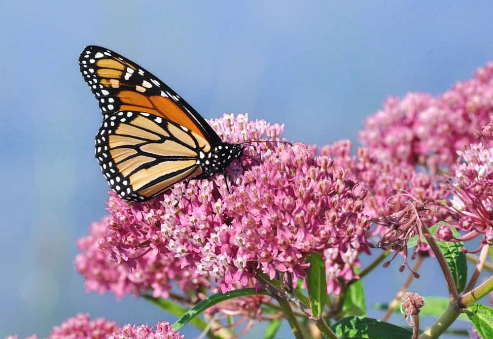 Papillon monarque sur l'asclépiade des marais