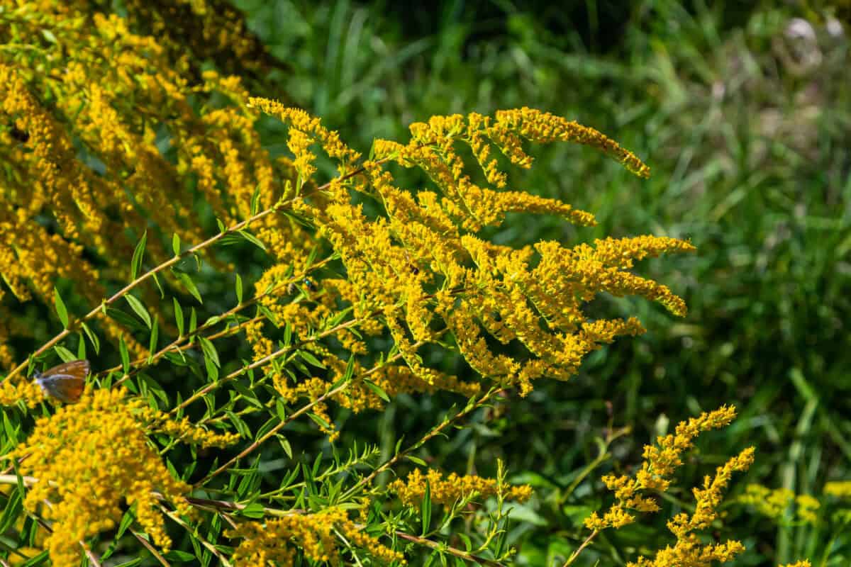 Verge d'or