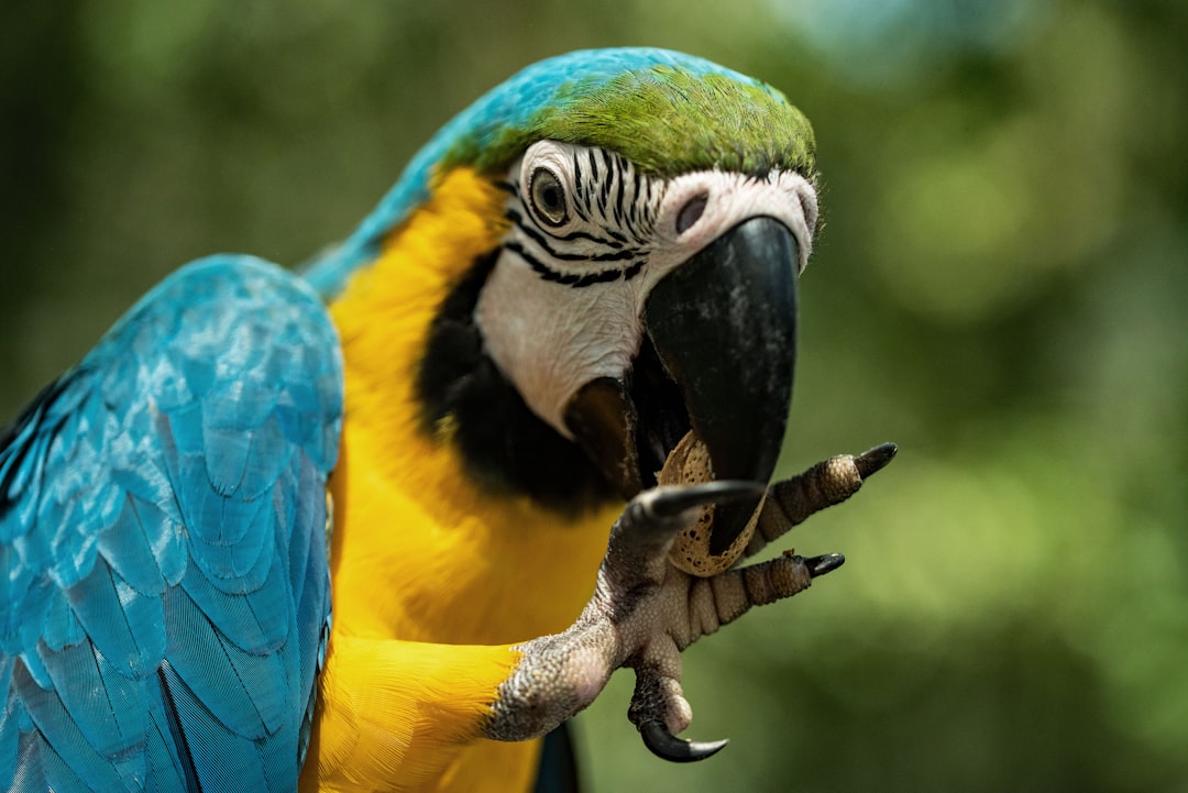 Le mimétisme des perroquets (crédits image : unsplash)