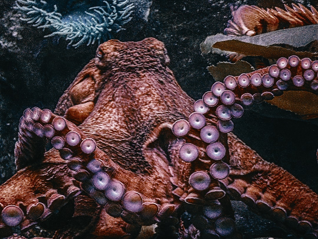 Poulpes : Les Maîtres du Déguisement (crédits image : unsplash)